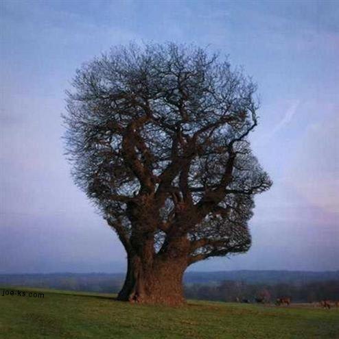 head-tree
