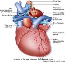 anatomie_coeur_gros_vaisseaux