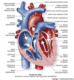 anatomie_coupe_du_coeur.1266584078