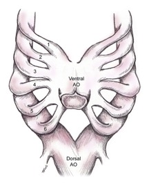 Embryonic aortic arch with dorsal and ventral arches and 6 branchial arches on right and left
