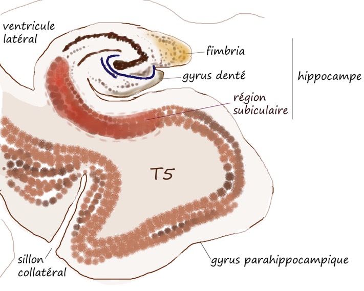 Hippocampe_parahippo