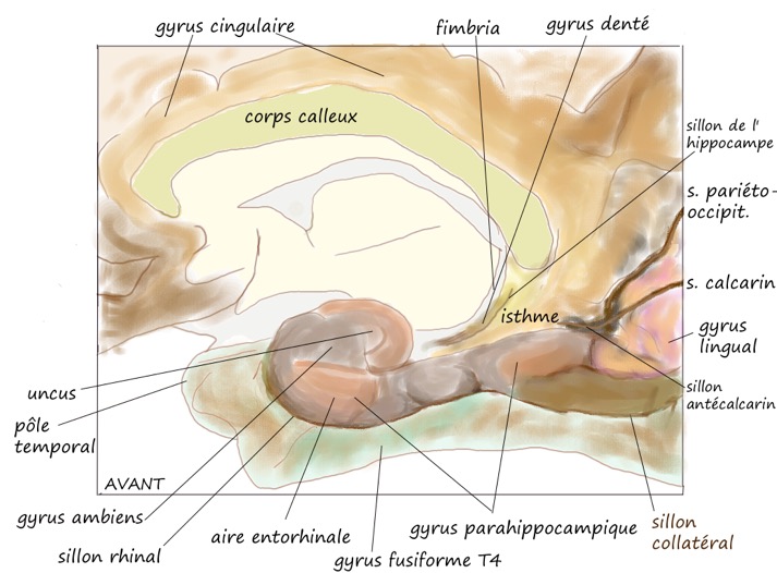Parahippocampe