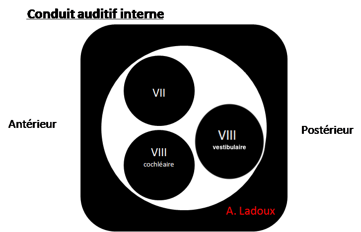 conduit-auditif-interne