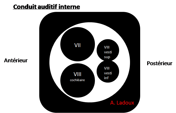 conduit-auditif-interne