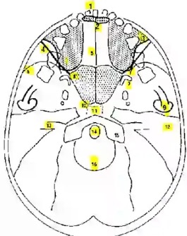 sxsx